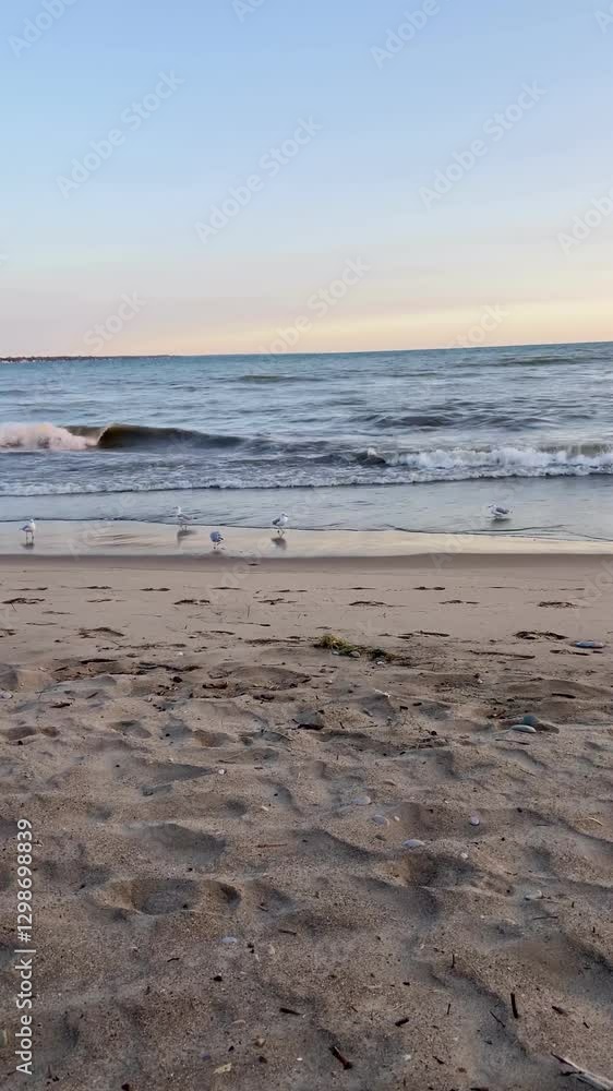 seagulls on the beach seagulls on the beach