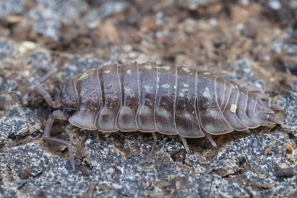 Close-up of an Oniscus asellus pill bug, showing its segmented shell and legs as it crawls across rough asphalt. Close-up of an Oniscus asellus pill bug, showing its segmented shell and legs as it crawls across rough asphalt.