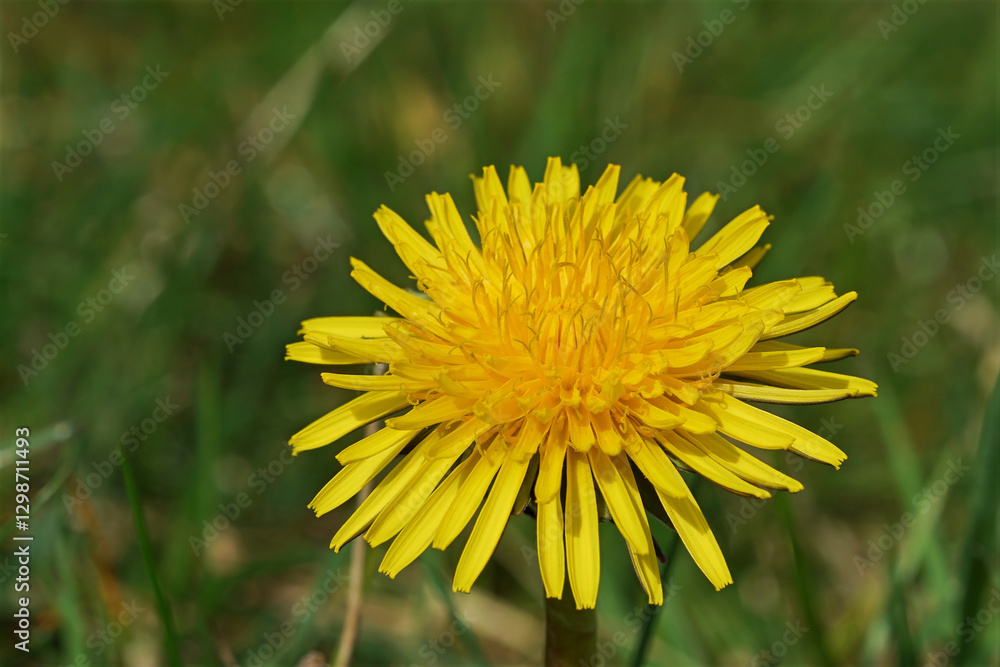 Close-up of a vibrant yellow dandelion flower, showcasing intricate petal details against a soft, green, grassy backdrop Close-up of a vibrant yellow dandelion flower, showcasing intricate petal details against a soft, green, grassy backdrop