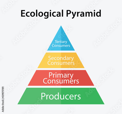 Ecological pyramid of energy diagram. 