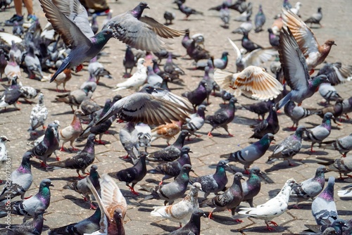 Fotografie lots of pigeons gathering for food