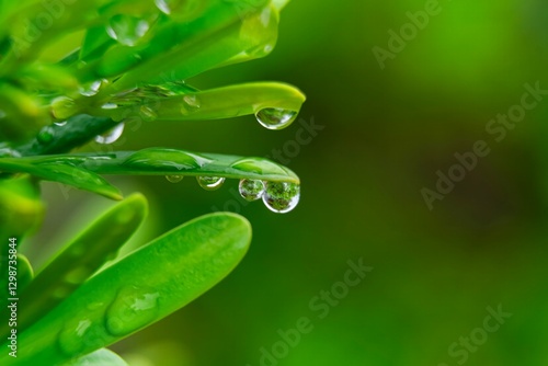 Beautiful water drops after rain on green leaf in sunlight, macro. Many droplets of morning dew outdoor, beautiful round bokeh, selective focus. Amazing artistic image of purity and fresh of nature.