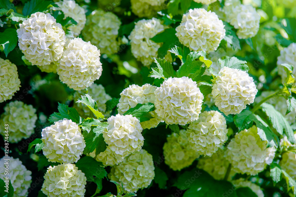 White hydrangea blooms in summer in the city Park
White hydrangea blooms in summer in the city Park