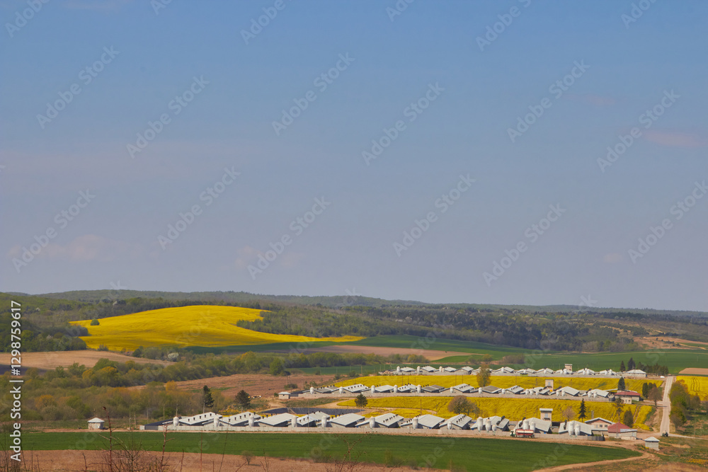 Fototapeta premium landscape of farm buildings, Aerial View Of Farm Buildings Surrounded By Fields rapeseed spring
