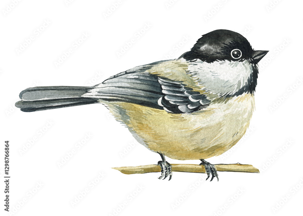 Obraz premium watercolor bird illustration with black capped chickadee songbirds sitting on branch isolated on white background