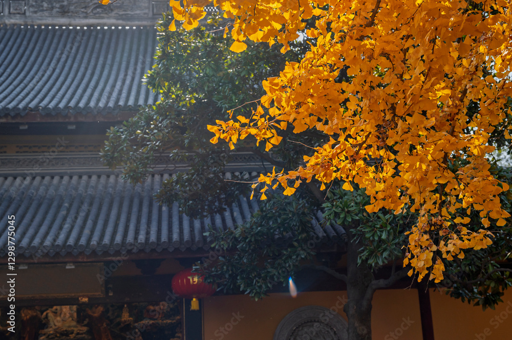yellow ginkgo leave tree with Tradition Chinese ancient architecture of temple building and yellow wall