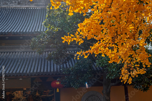 Obraz na płótnie yellow ginkgo leave tree with Tradition Chinese ancient architecture of temple building and yellow wall w salonie
