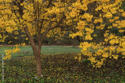 Tabebuia chrysantha or Handroanthus chrysanthus 
was declared the National Tree of Venezuela due to its status as an emblematic native species of extraordinary
beauty.