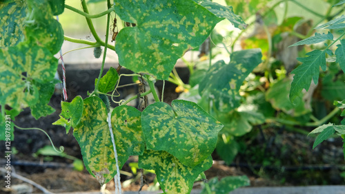 Tableau sur toile Diseased cucumber leaf affected by tobacco mosaic virus or other fungal infections