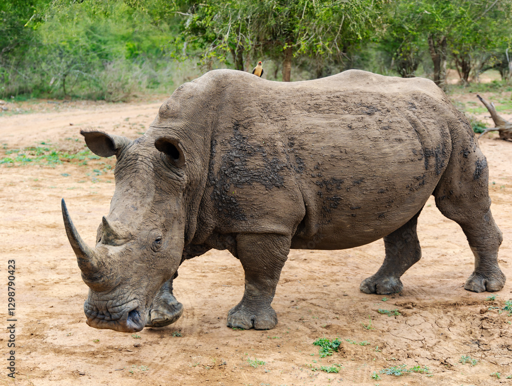 Obraz premium Herd of African black rhinoceros in Hlane National Park, or Royal Hlane National Park, is located in northeastern Swaziland, Africa