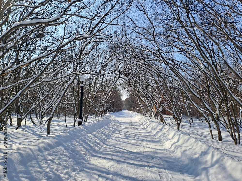 Obraz premium winter landscape with trees