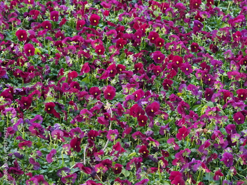 field of pink tulips