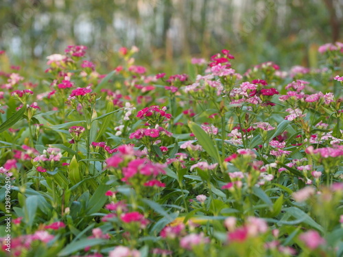 pink cosmos flowers