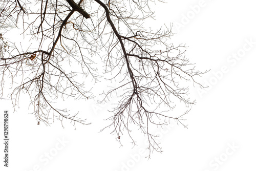Natural large branch of old oak tree on transparent background