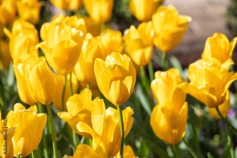Field of colorful tulips, many red flowers. Field of spring flowers. Tulip field Red tulips, yellow tulips, pink flowers. Field of colorful tulips, many red flowers. Field of spring flowers. Tulip field Red tulips, yellow tulips, pink flowers.