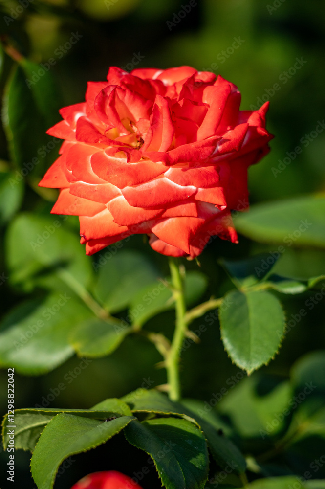 Rose flowers growing in nature close-up. Rose flowers growing in nature close-up.