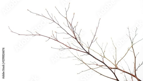 Delicate, bare branches isolated against a pure white backdrop, sprig, botanical