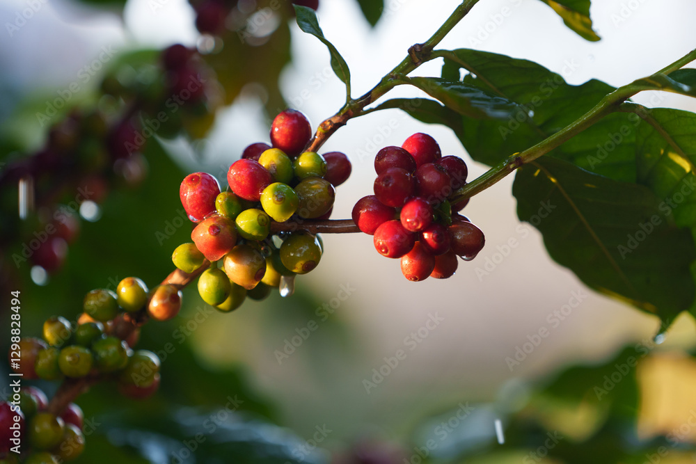 Coffee beans borne on trees in farms and gardens, raw coffee beans in the growing season and drops of water in the morning.. Coffee beans borne on trees in farms and gardens, raw coffee beans in the growing season and drops of water in the morning..