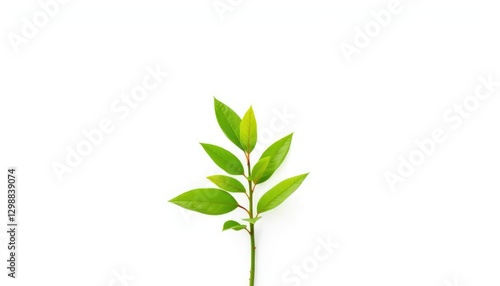 Single vibrant green plant isolated on pure white background, picture,  background