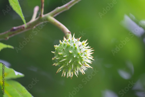 A conker growing on a Horse Chestnut Tree (Aesculus hippocastanum).