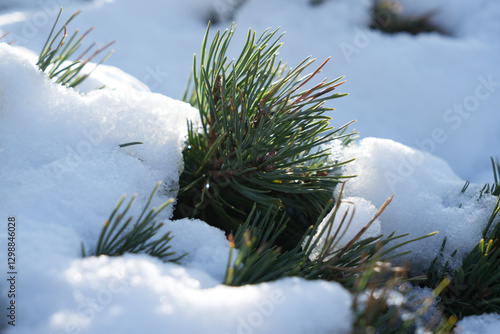 Wallpaper Mural Detail photo of a pine tree spikes and snow, winter season Torontodigital.ca