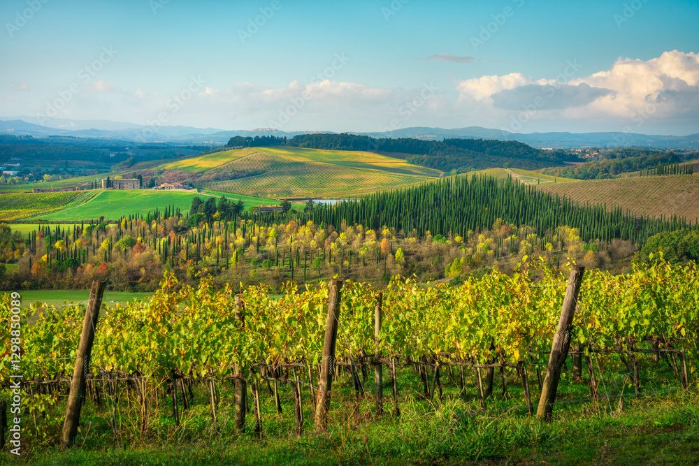Fototapeta premium Landscape with vineyard in Castellina in Chianti, Tuscany, Italy