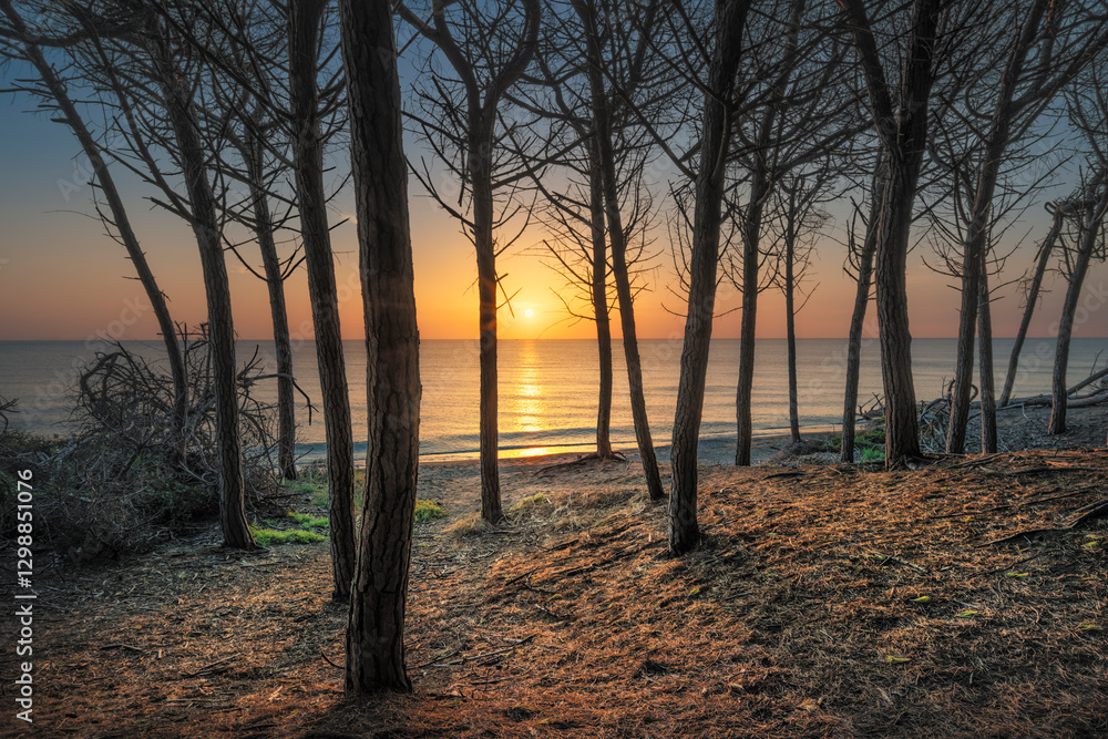 Stone pine trees, beach and sea at sunset in Marina di Cecina, Tuscany, Italy Stone pine trees, beach and sea at sunset in Marina di Cecina, Tuscany, Italy