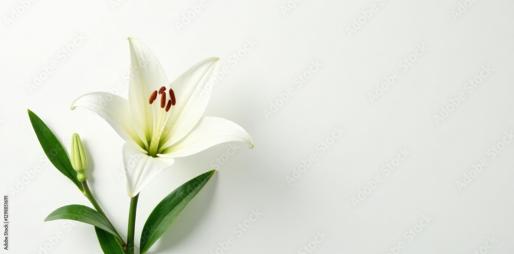 Naklejka premium White Lilium flower on a pure white background, pure white background, garden flowers, flower arrangement