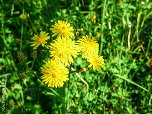 Meadow hawkweed (Pilosella caespitosa). photo