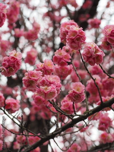 pink cherry blossoms