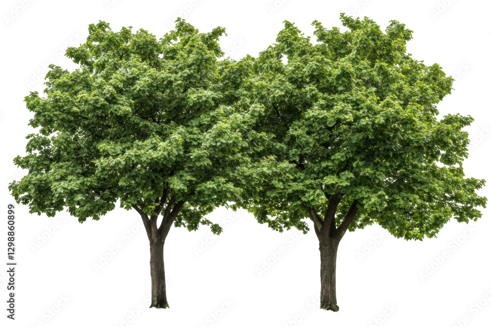 Obraz premium Lush green trees png background transparent nature scene outdoor environment aesthetic viewpoint