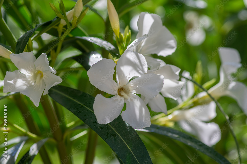 Nerium oleander bright pink flowers in bloom, green leaves on shrub branches in daylight