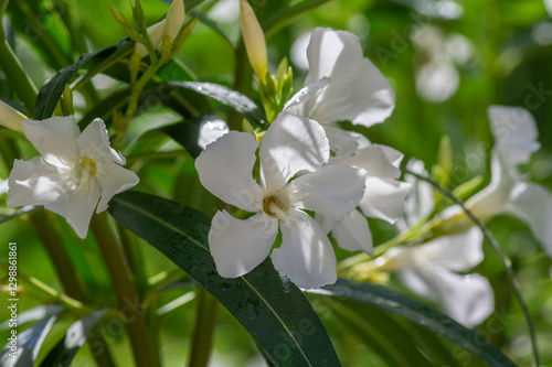 Obraz na płótnie Nerium oleander bright pink flowers in bloom, green leaves on shrub branches in daylight w salonie