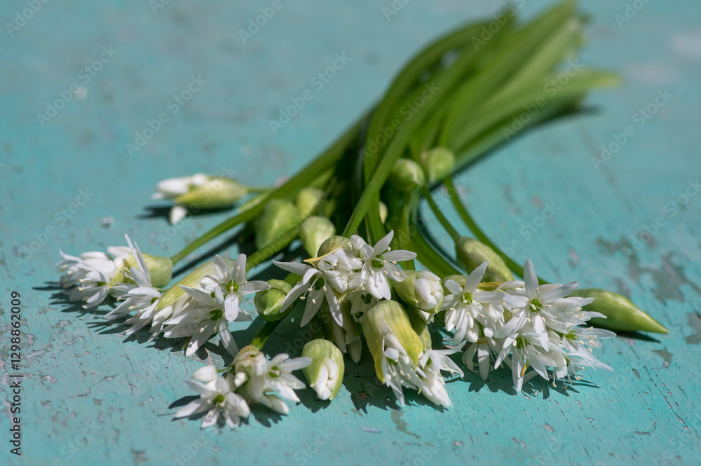 Allium ursinum wild bears garlic flowers in bloom, white ramsons buckrams flowering plants and green leaves on rustic table