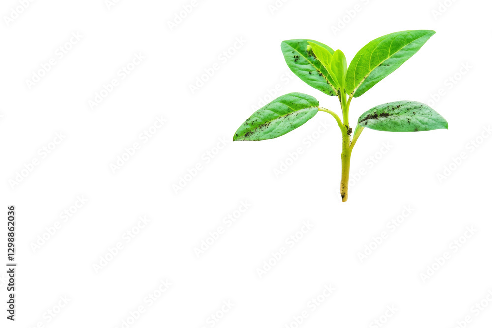 Fresh green plant leaves png background transparent for natural designs and creative projects