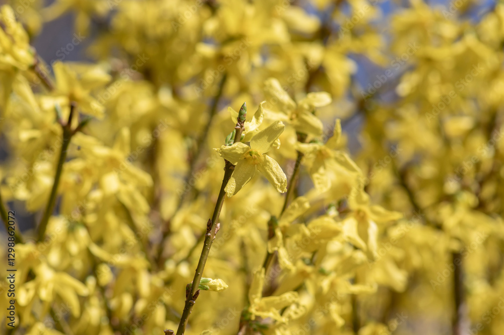 Forsythia intermedia border yellow flowering plant, ornamental flowers in bloom, beautiful springtime shrub full of flowers