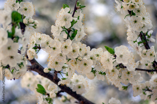 Prunus domestica italica greengages plums tree in bloom, beautiful rich flowering branches in springtime