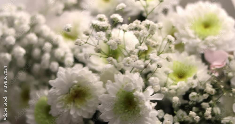 close up bouquet of white chrysanthemums and gypsophila blossom flowers. Concept purpose of marriage, love, valentine day, mother day, spring close up bouquet of white chrysanthemums and gypsophila blossom flowers. Concept purpose of marriage, love, valentine day, mother day, spring