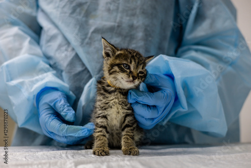 A veterinarian wearing gloves and a protective suit holds and examines a small rescued kitten on an examination table at a veterinary clinic. The kitten, found on the street, was brought to the vet.