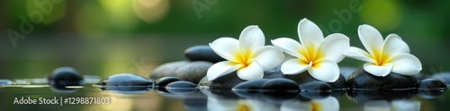 serene arrangement of three white frangipani on pebbles in water, tranquil, flowers, serenity