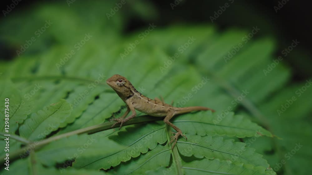Oriental Garden Lizard Resting on Green Leaf in Tropical Forest. Calotes versicolor in Thailand wildlife Oriental Garden Lizard Resting on Green Leaf in Tropical Forest. Calotes versicolor in Thailand wildlife