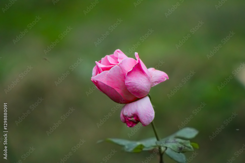Rose rosier de chine Rose rosier de chine