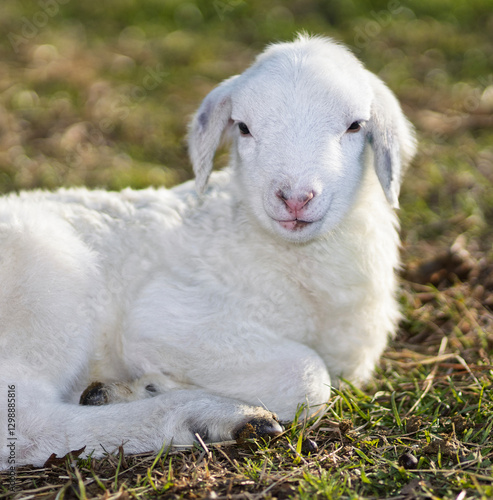 Obraz na płótnie Young white sheep lamb smiling at the camera w salonie