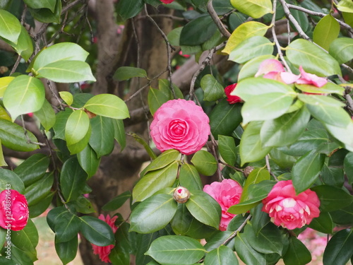 pink roses in garden