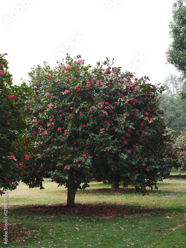 red flower tree in spring