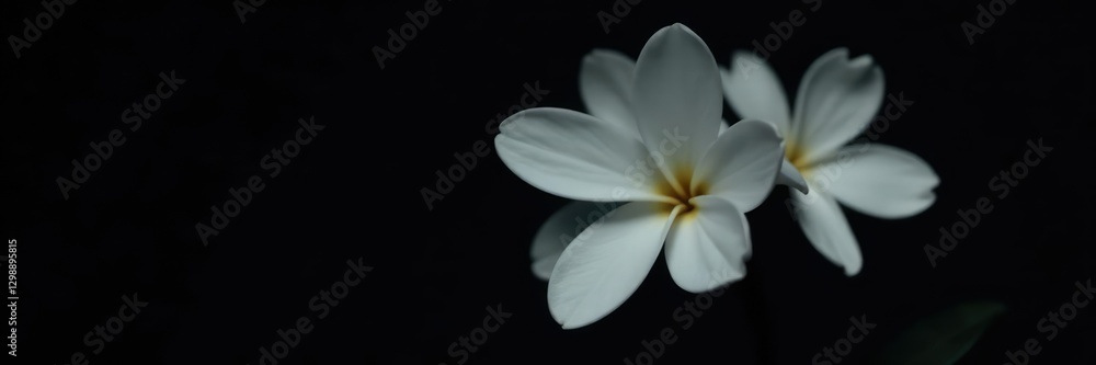 Fototapeta premium Pure white delicate flower with six petals on black backdrop, flower, bloom, blossom
