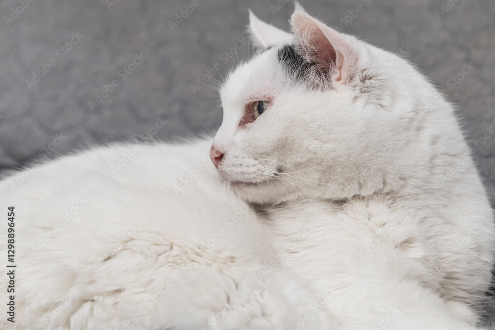 Obraz premium Profile of a white cat lying on a bed.