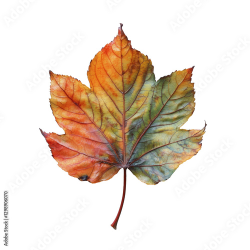 Colorful Maple Leaf Showcasing Autumn Hues Against a Plain Background