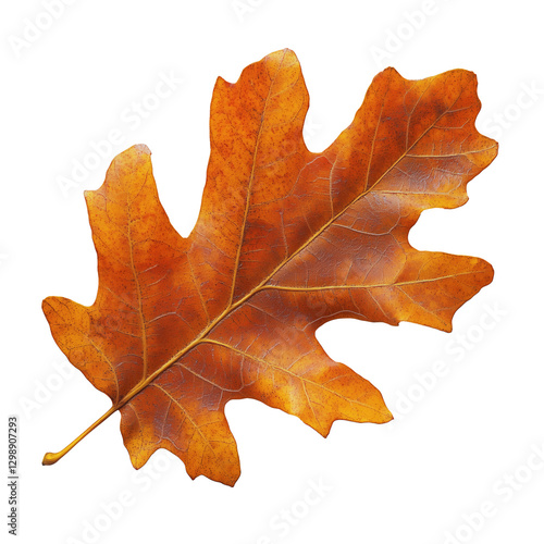 Vibrant Orange Oak Leaf Resting on White Background Highlighting Autumn Beauty