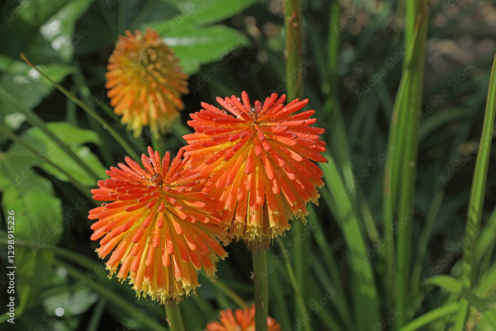 Red-hot poker blooms covered in water drops, Derbyshire England
Red-hot poker blooms covered in water drops, Derbyshire England
